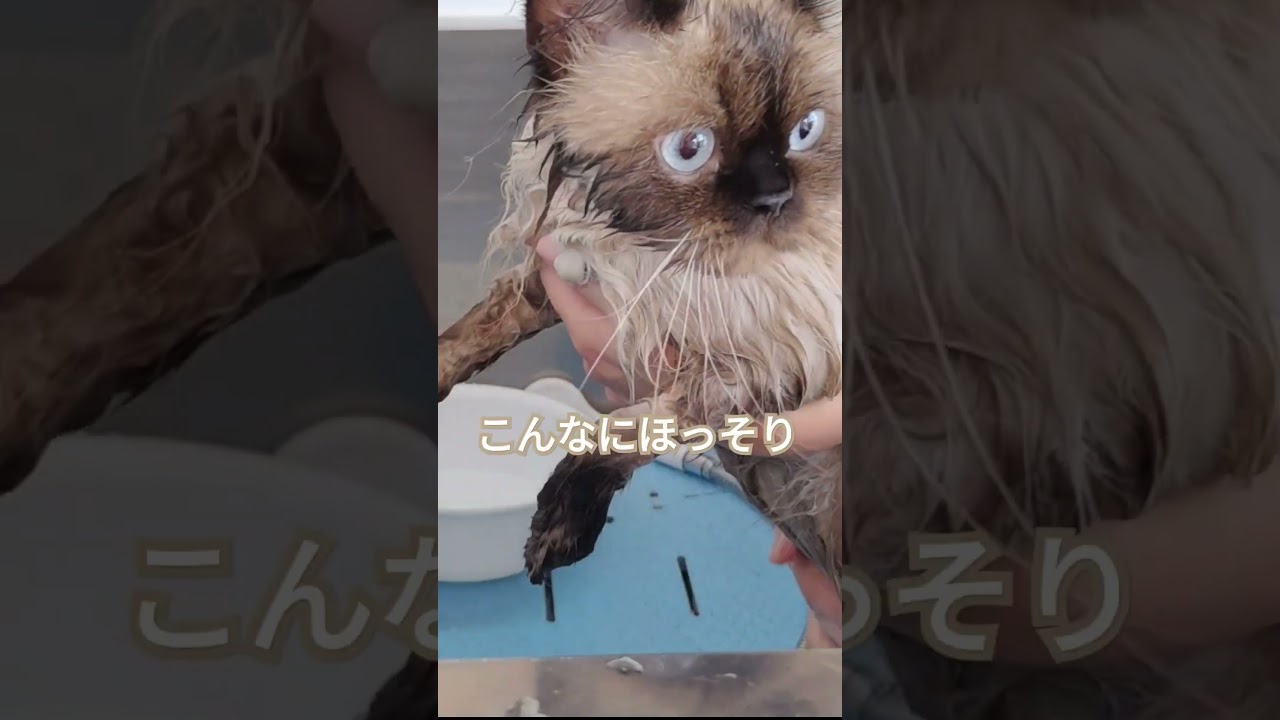 【ヒマラヤン】こんなにモフモフなのに…