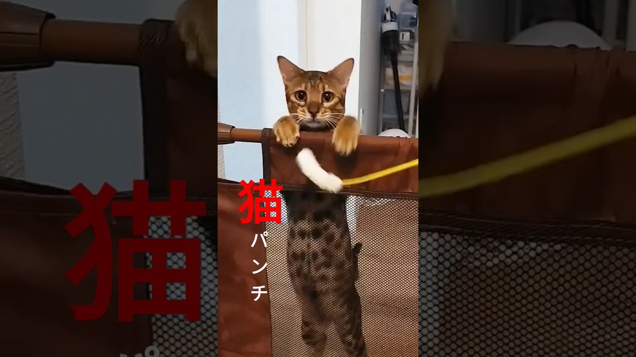 猫パンチが可愛すぎる#cat #ねこ #ベンガル #shorts #youtubeshorts