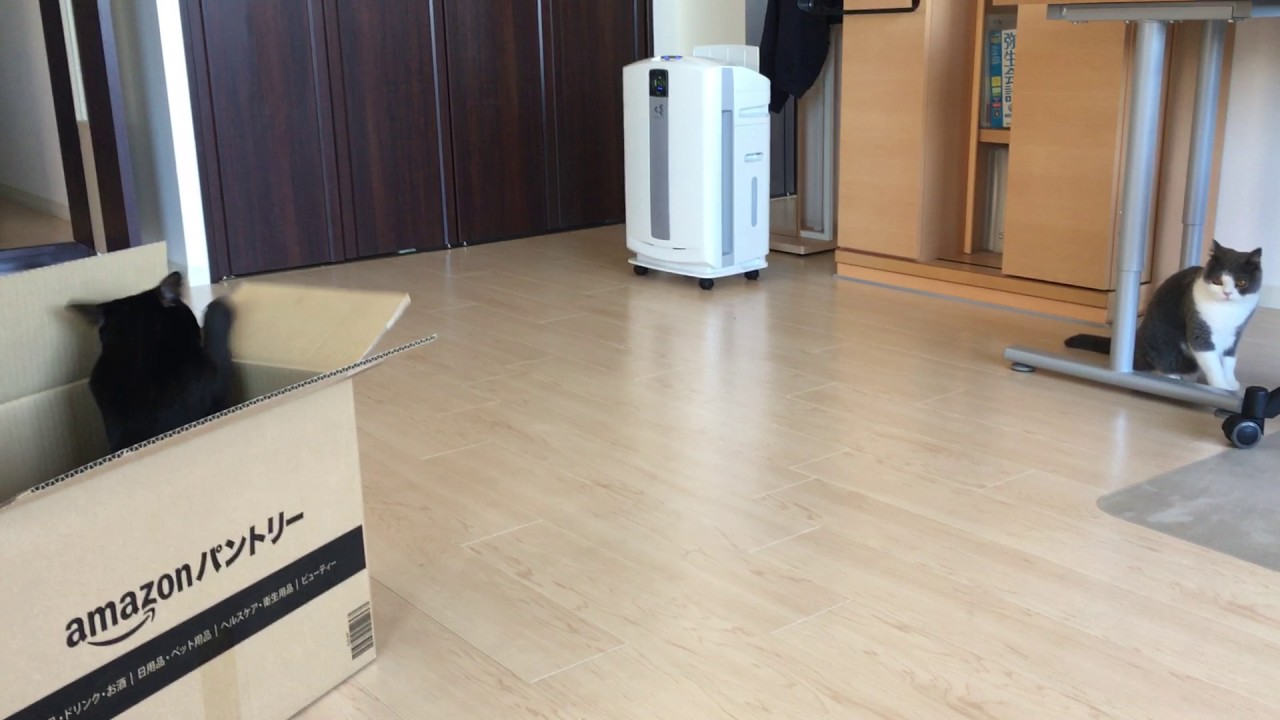 2016/10/24　セルカークレックスの梅子vol.230