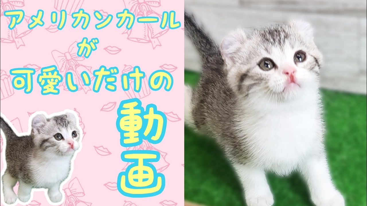 アメリカンカール・仔猫【厚木下荻野店】