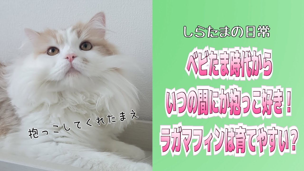 ラガマフィンは育てやすい？！ベビたま時代からの抱っこ好きさんは、鳴き声も…#ラガマフィン #猫動画