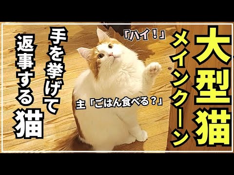 手をあげて返事する猫【大型猫メインクーン】