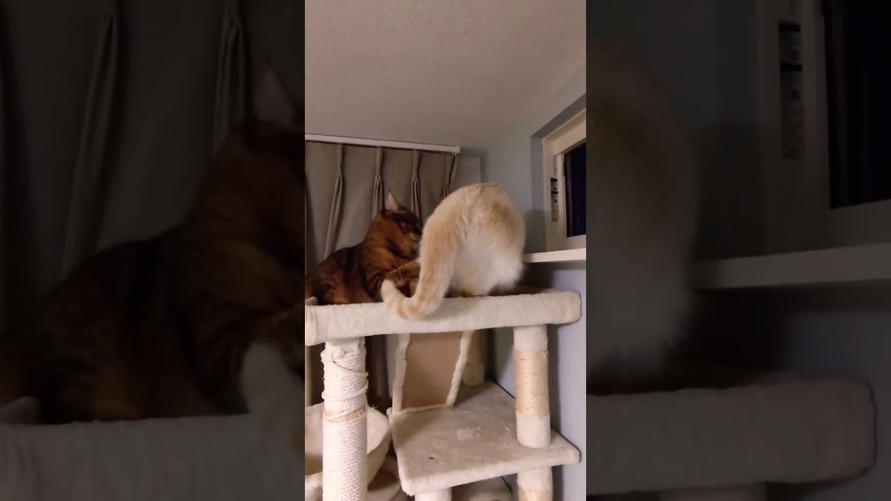 突破あるのみ④　#shorts