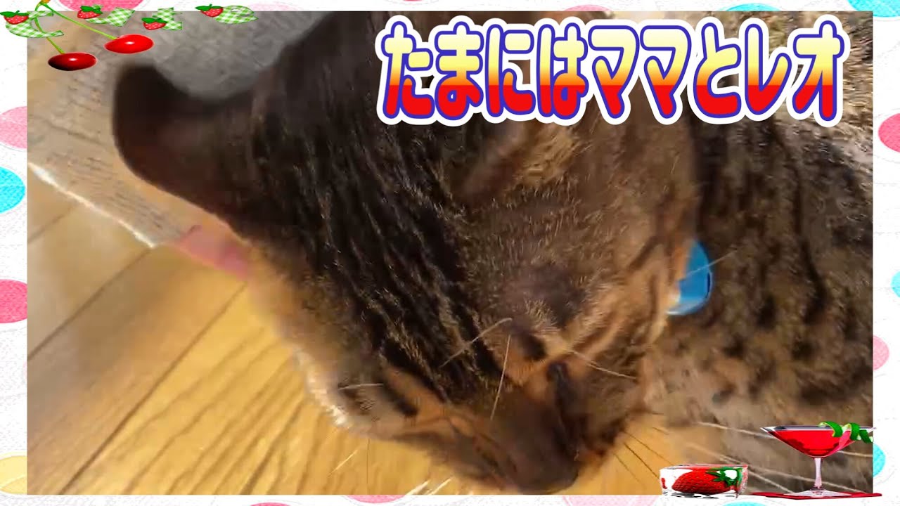 ［猫動画］たまにはママとレオ［レオと一緒］ベンガル猫
