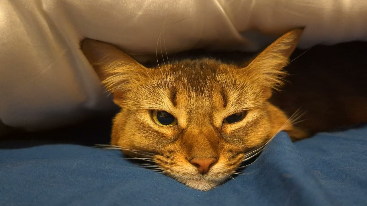 【678日目】かわいさ優勝 #ソマリ #cat