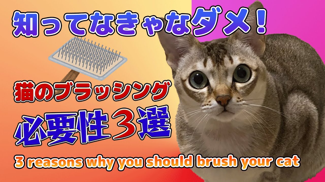 猫のブラシング必要性３選！知ってなきゃダメ！【シンガプーラ】#cat #animals #pets