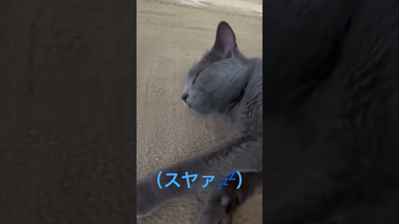 天使のスヤァ見たいでしょ？🩷（ロシアンブルー）#shorts