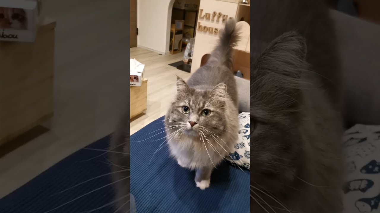 ずっとついてくる猫の甘え方が秀逸すぎる【サイベリアンのラフィ】#shorts