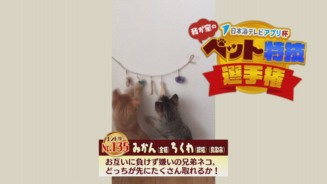 【我が家のペット特技選手権】みかん金猫・ちくわ銀猫（鳥取市）