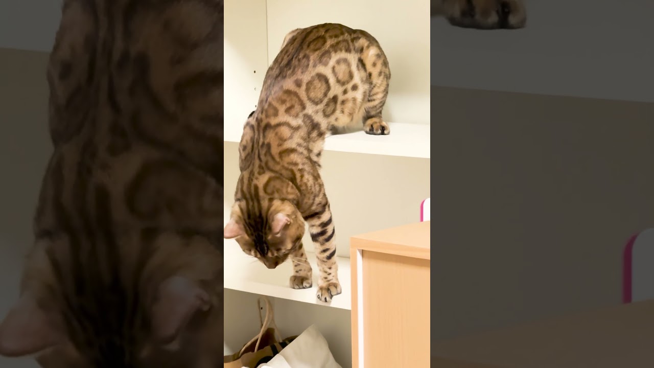 頑張ったけど諦めたベンガル猫 #shorts #ベンガル #猫