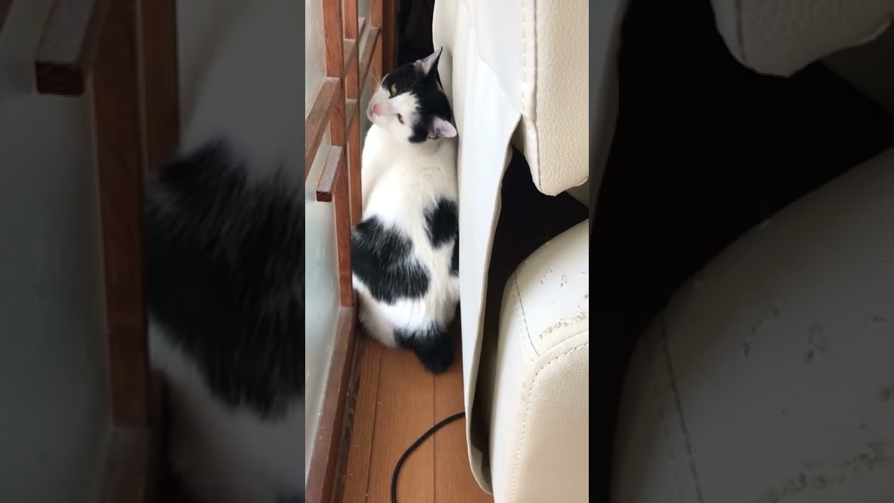 しっぽふりふり「しっぽはあるにゃ」