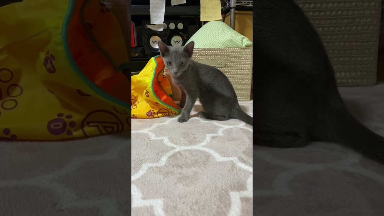 ロシアンブルーレクイエム