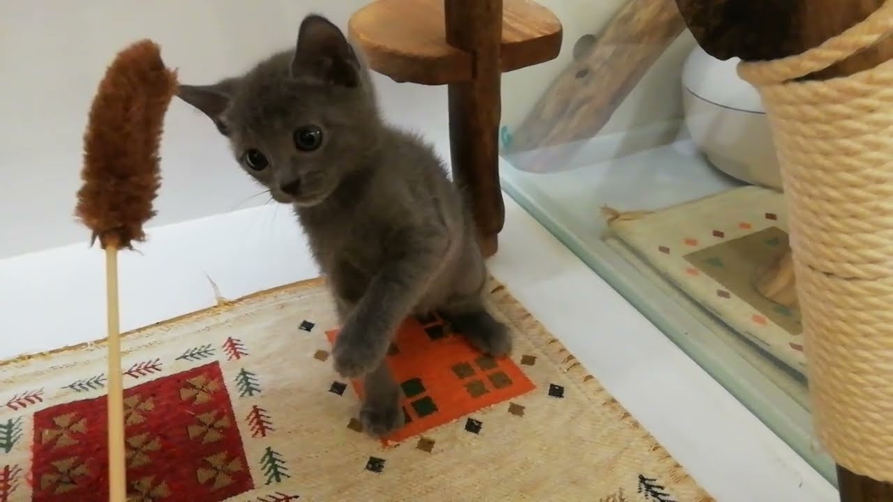 ロシアンブルー 女の子 2023/10/1 生まれ