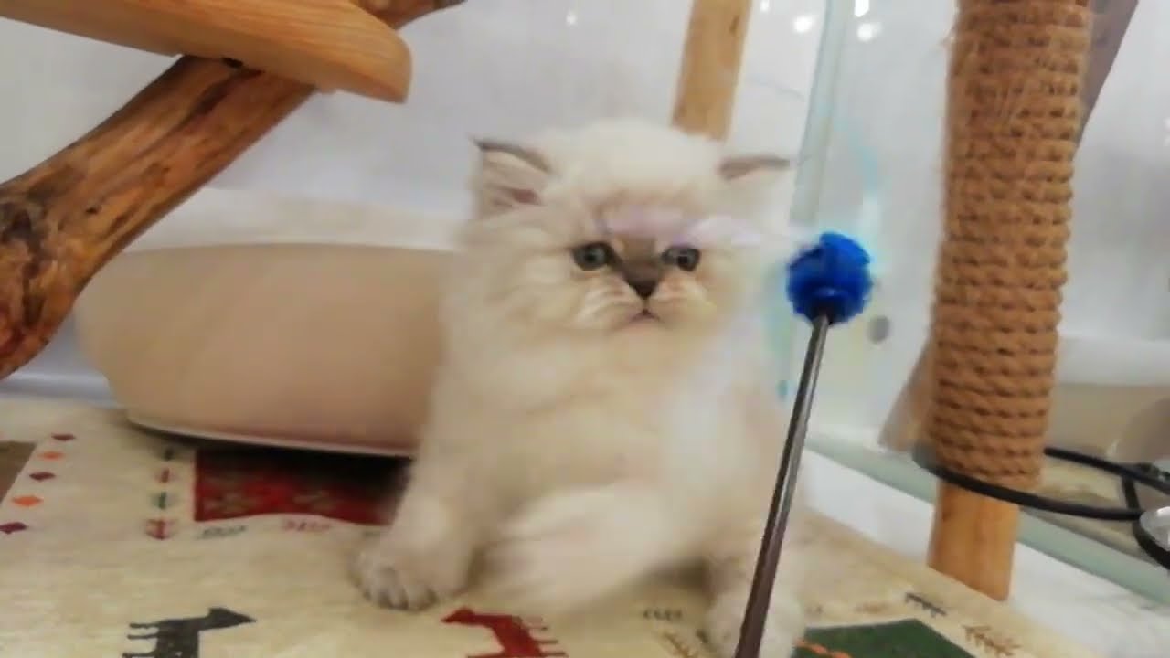 ヒマラヤン 男の子 2023/9/19生まれ