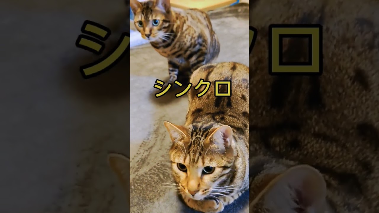 ベンガル猫　ベガとアル　 #cat #ベンガル #おすすめ #シンクロ #同じ動き #ねこ #かわいい猫 #猫のいる暮らし