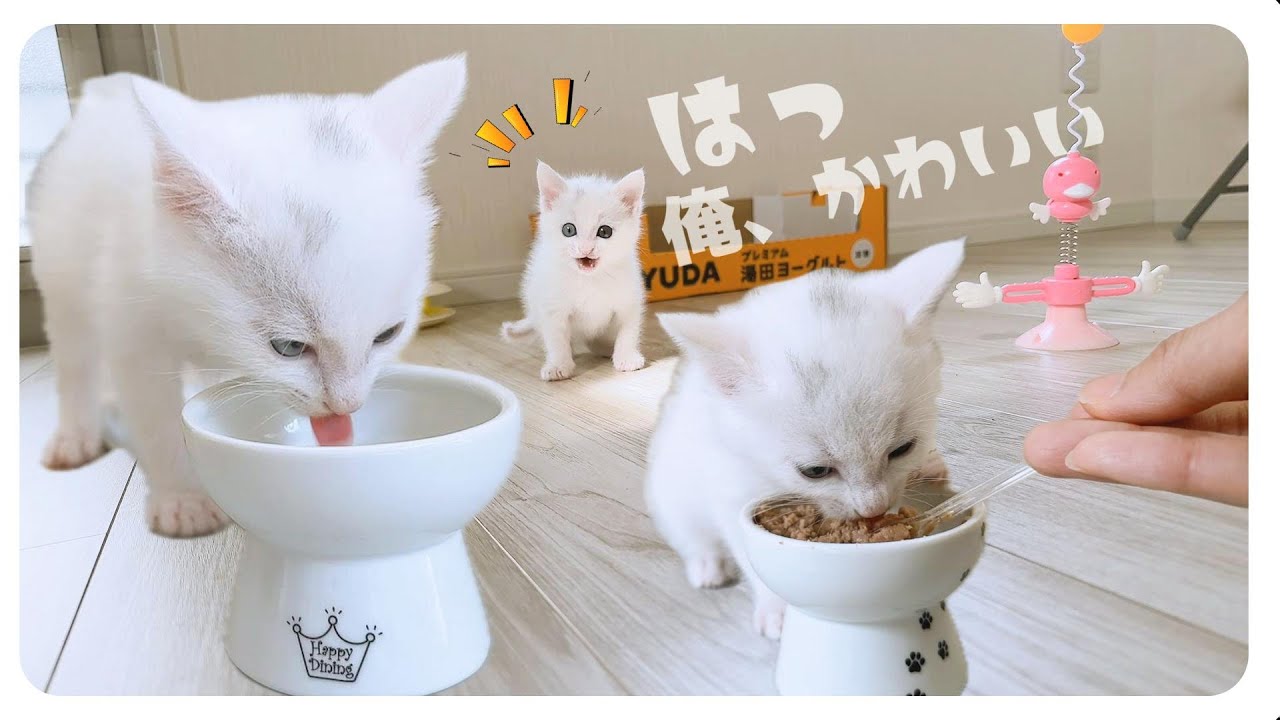 子猫が「バクバク」離乳食を食べミルクもお皿から「チロチロ」る！ベッドシーンあり【保護猫生活29日目】