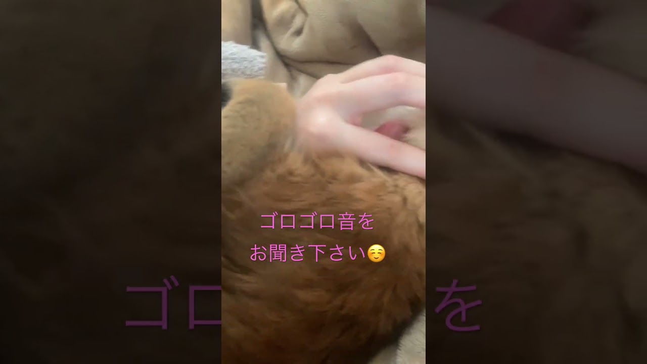 見つめられてドキドキしました😆 #ソマリ #甘えん坊の猫