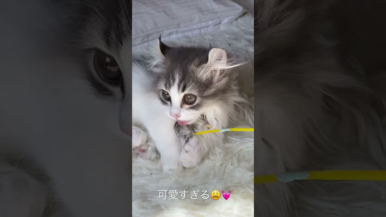 【子猫】ドアップ🥺💓可愛すぎるもふもふ子猫 #shorts #子猫 #こねこ #マンチカン #キンカロー #고양이 #cat