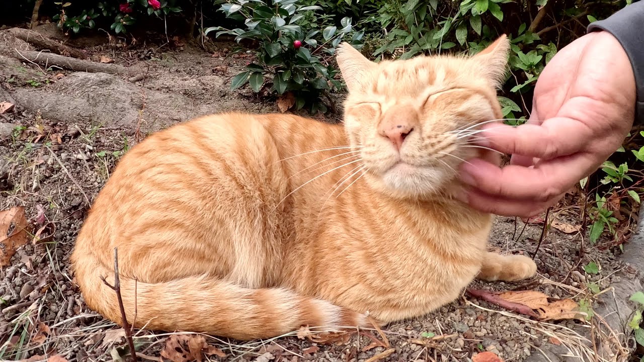 恥ずかしがり屋のベンガル猫の横から甘えん坊の茶トラ猫がやって来た
