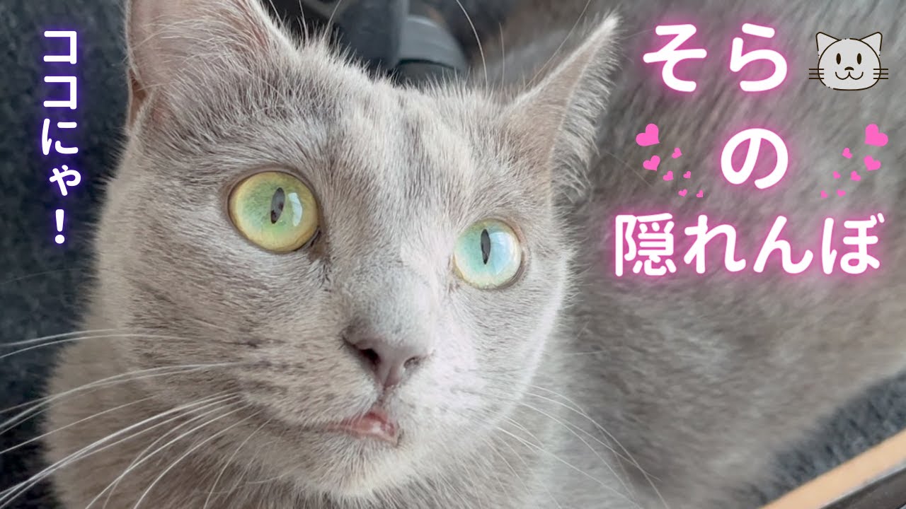 そらちゃん隠れんぼ！〜第二弾〜（ロシアンブルー）