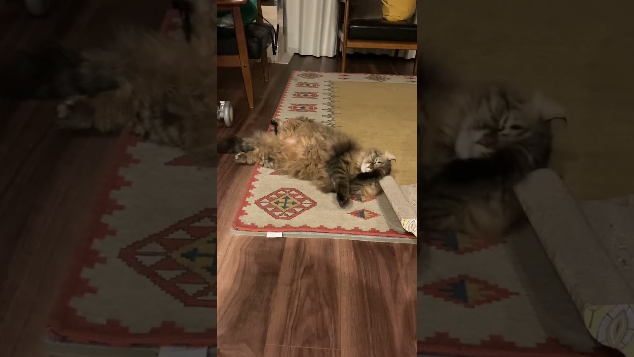 〜ムニャムニャかわいいアメリカンカール〜