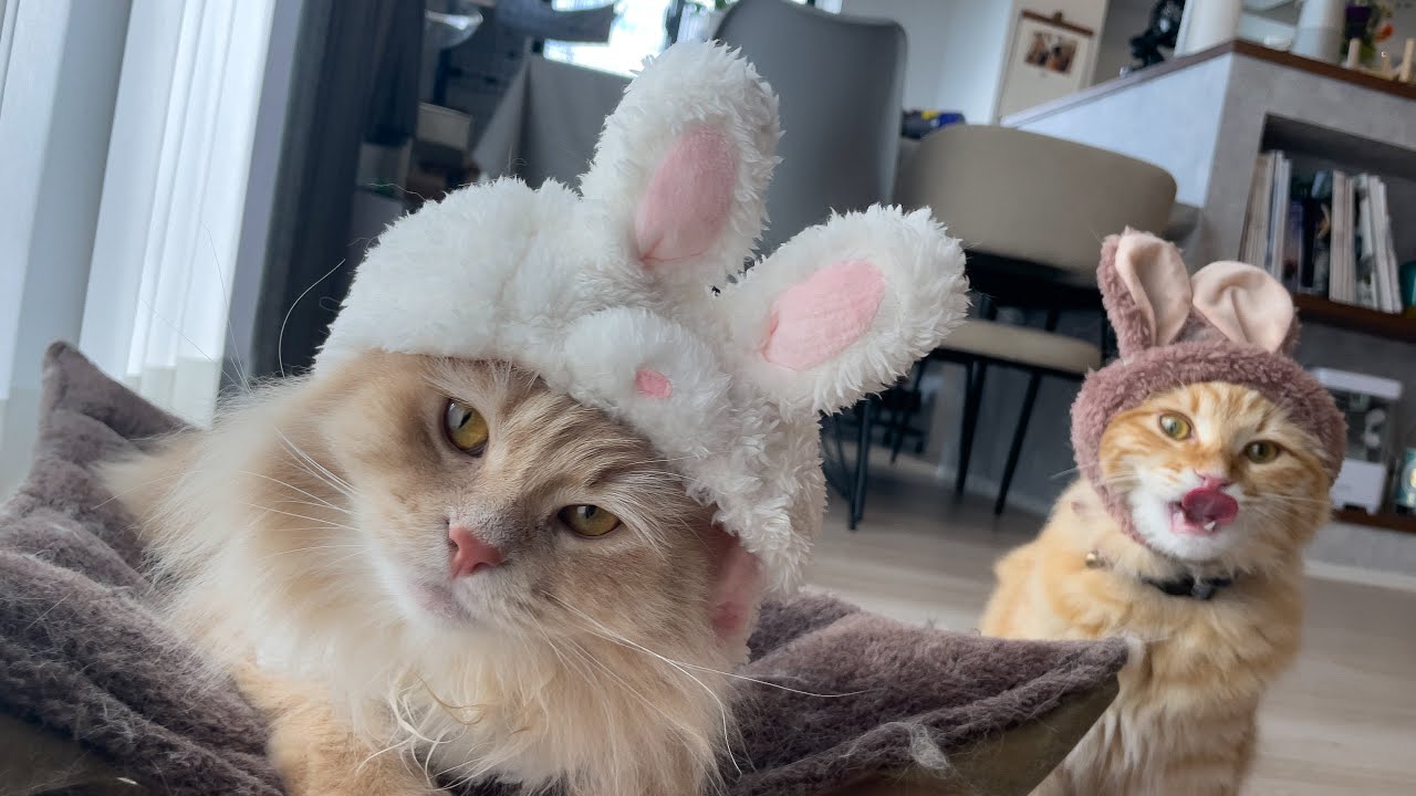 【ハロウィン】猫の仮装は反則級に可愛いすぎましたwww 【サイベリアン】