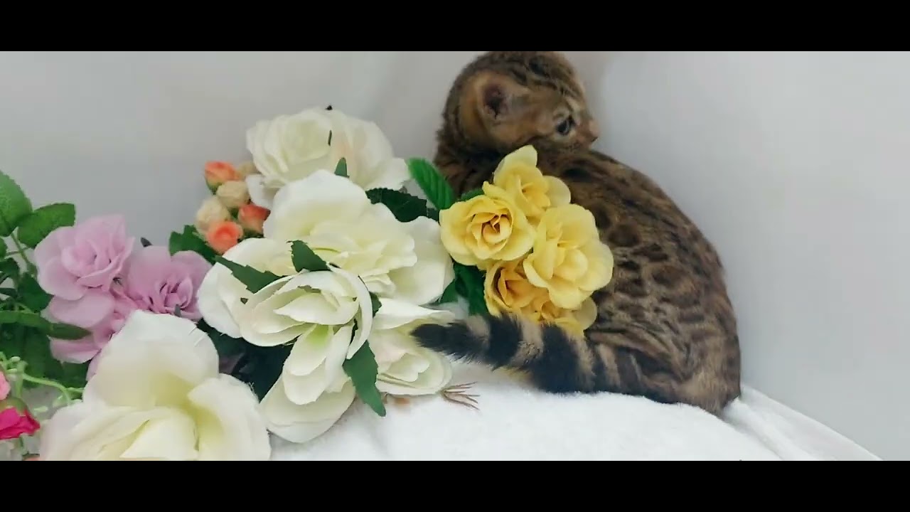 柄のきれいな《ベンガル》子猫/宮城県ペットショップ鈴花