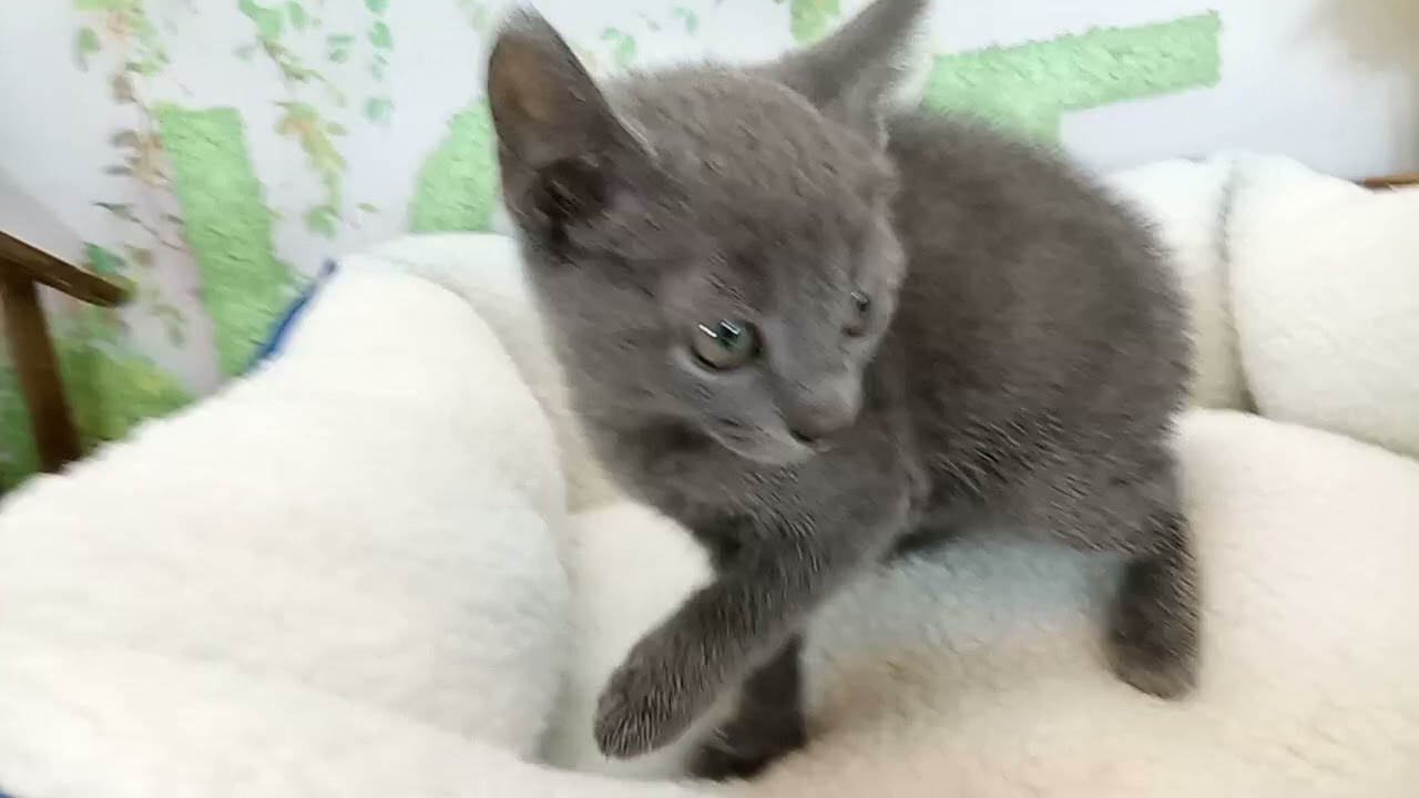 657511 ロシアンブルー