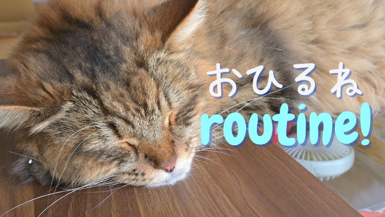 猫ファミリーのお昼寝ルーティン💤【サイベリアン】