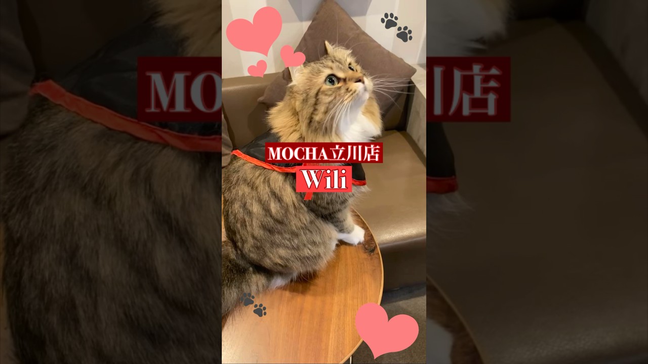 チョット猫カフェにゃんこ　🐱wili🐱　(アメリカンカール♀)　#猫カフェモカ立川店　2023/10/23撮影分　#cat