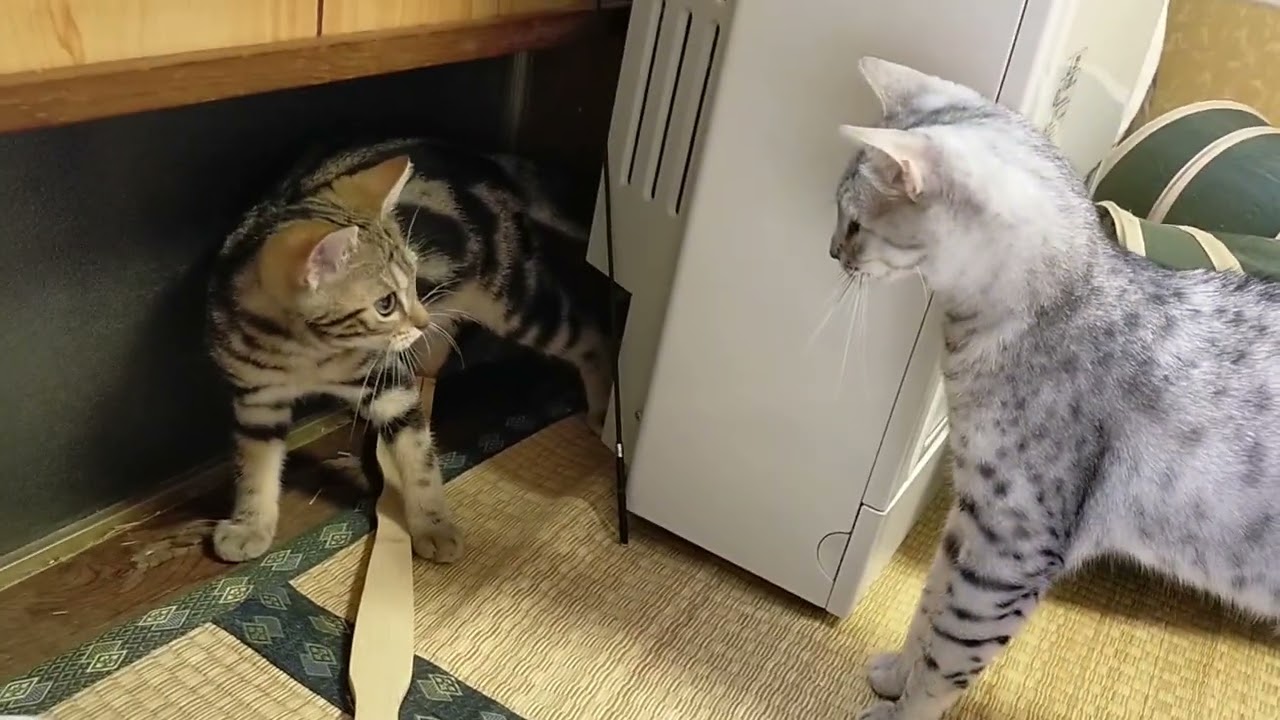 【エジプシャンマウはる】　猫忍者　【アメショレオ】