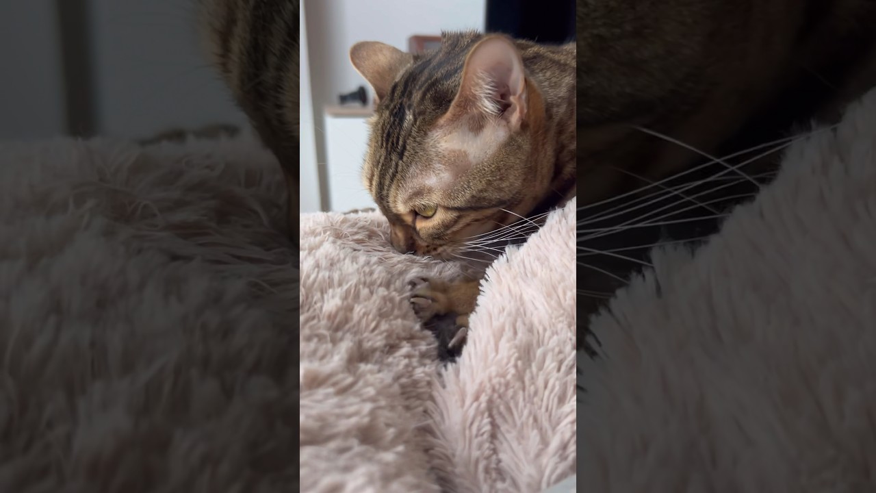 クッションをちゅぱちゅぱ吸う4歳の小さな豹【ベンガル猫】
