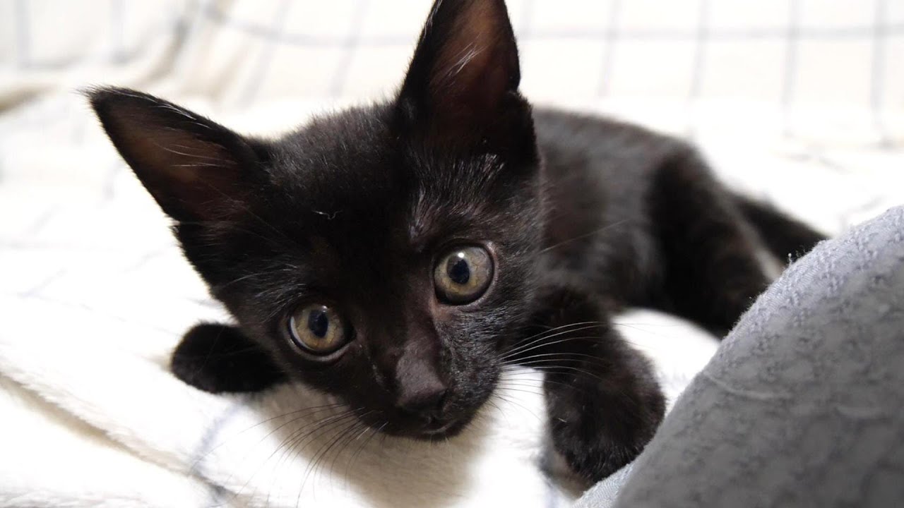 ママを見つけた子猫が嬉しそうな顔で甘えてくる【赤ちゃん猫　保護猫】
