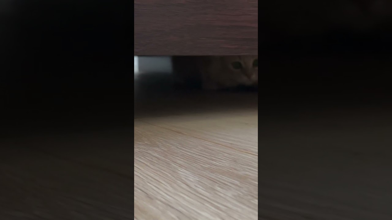 狩りモードの子猫が可愛すぎましたw #shorts #サイベリアン #子猫 #cat