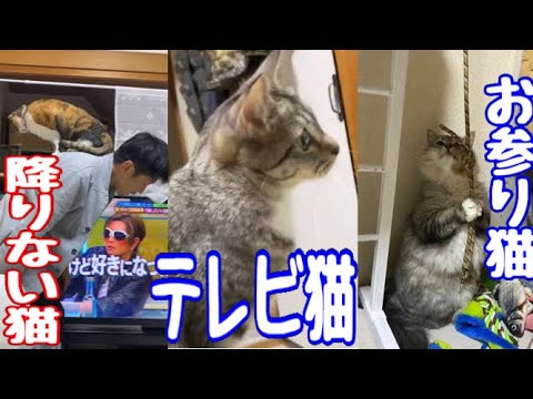 お参りをする猫（シャム子）、背中から降りない猫（ゆずポン酢）、テレビに夢中な猫（メイちゃん）大阪からお姉ちゃんが帰省してきてみんな大喜び！#cat #保護猫 #元野良猫