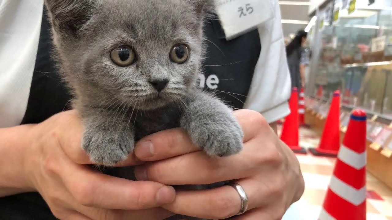 【ブリティッシュショートヘア】抱っこ大好き甘えん坊のまる顔ブリティッシュショートヘア