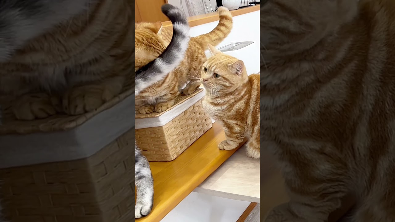 お姉ちゃんのパンチは強烈だった #shorts #猫 #マンチカン
