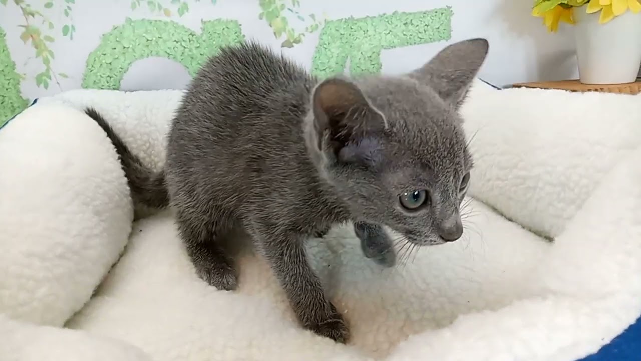 657510 ロシアンブルー