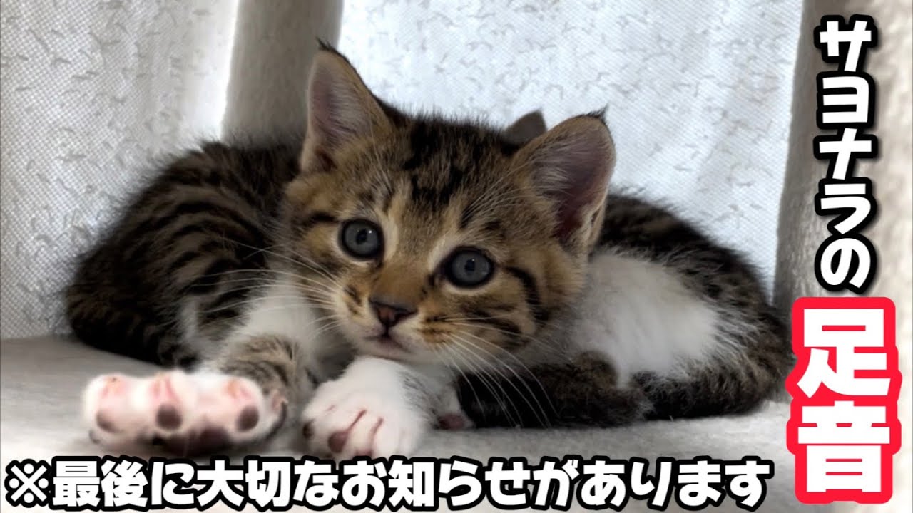 仲良し子猫の4兄弟に聴こえてきたサヨナラの足音…最後に大切なお知らせがあります