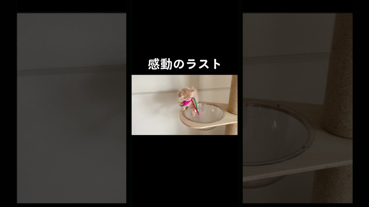 #shorts #猫 #子猫 #スコティッシュフォールド #猫動画 #ねこのいる生活 #ねこ部 #猫のいる暮らし #猫のいる生活 #おすすめ #急上昇 #わたあめ