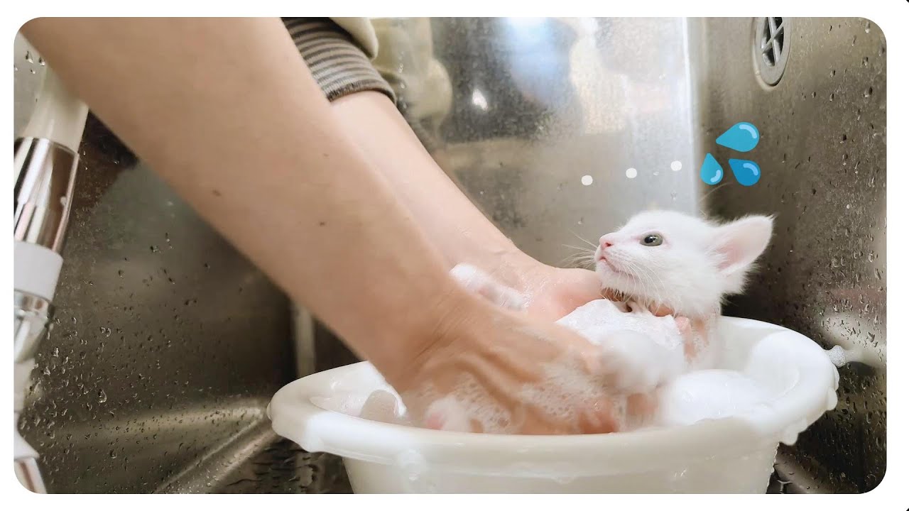 【子猫のシャンプー】まっ白でフワッフワにお風呂に入ってなりました【保護猫生活32日目】