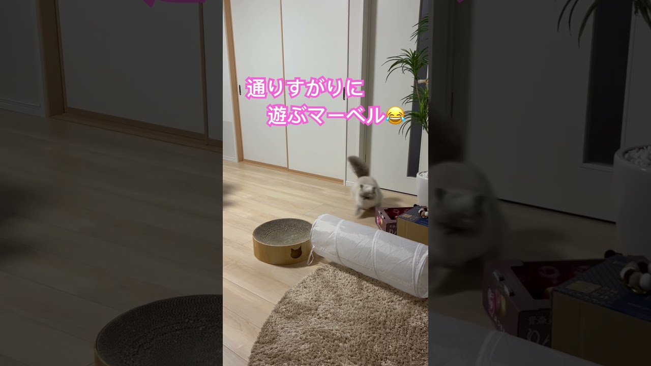 うちのにゃんこマーベル🐈 #shorts #うちのにゃんこ #ヒマラヤン #cat #マーベル #かわいい