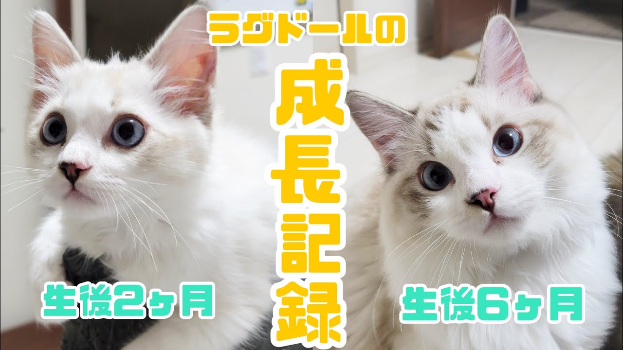 【ラグドールの成長記録】生後2ヶ月〜6ヶ月でこんなに大きくなります