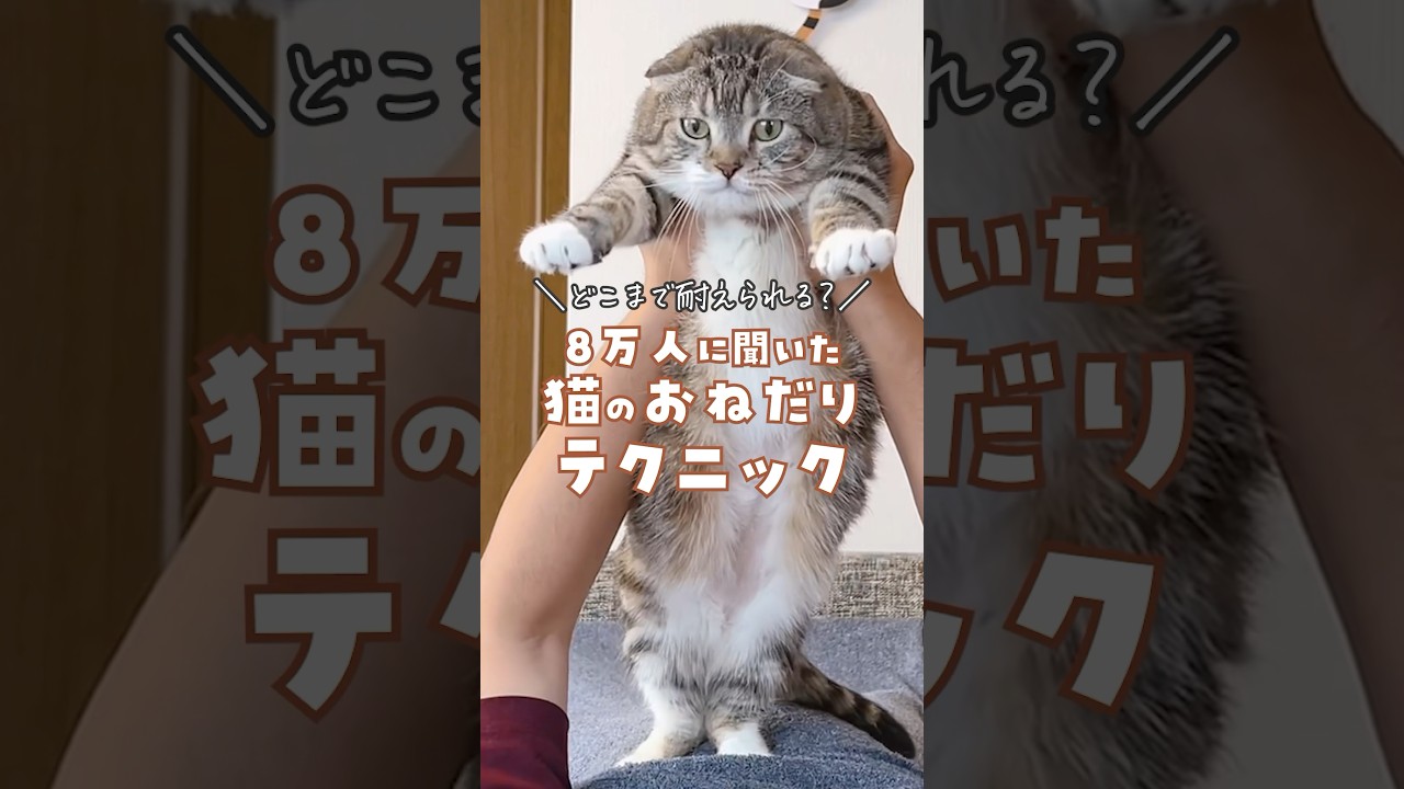 どこまで我慢できる？猫の超絶おねだりテクニックまとめ😼😍 #猫