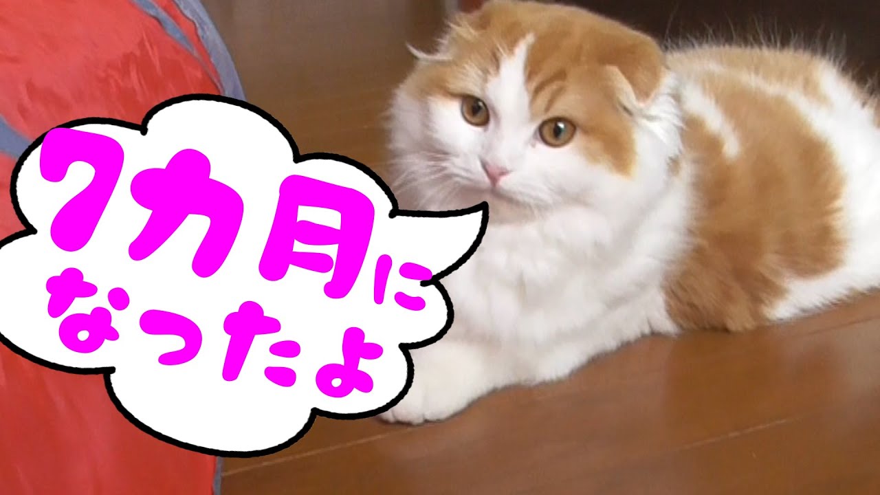 スコティッシュフォールドの子猫が生後7カ月になりました！【折れ耳　長毛】