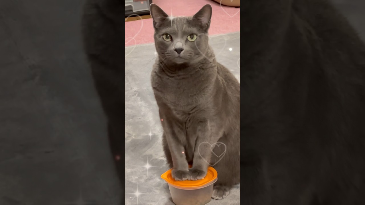 【ロシアンブルー】今朝のめろん、こんな感じです😊いつも通り元気です♪【猫】#shorts