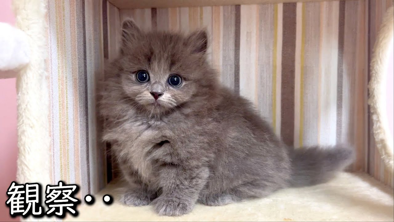 【マンチカンの子猫】成長したけどビビってる子猫を観察してみた件 ∼猫のいる生活Vol.849~ 出産動画 マンチカン短足・ミヌエット・ペルシャ猫専門ブリーダー『ペット蔵人』【子猫の成長記録】