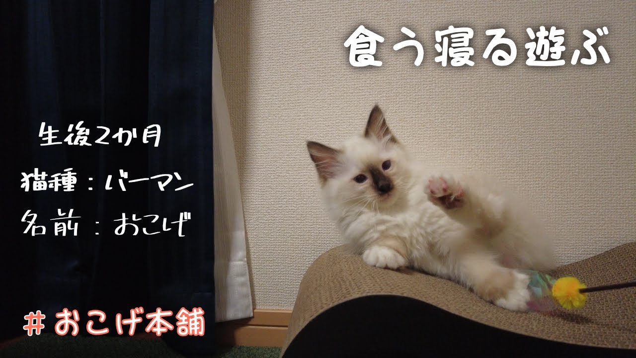 バーマンの子猫が毛玉でかわいい