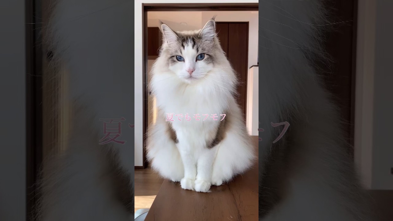 夏でもモフモフニャンだよ！ #cat  #ラグドール  #ねこ