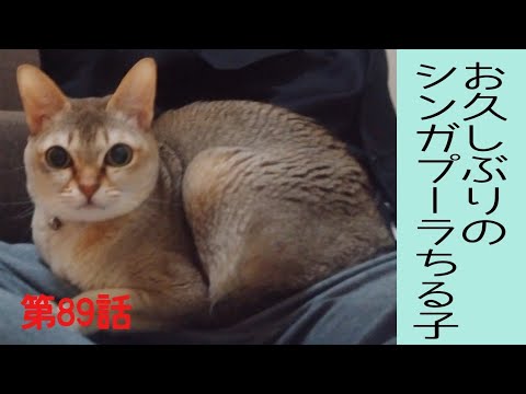 シンガプーラのちる子は相変わらず元気です